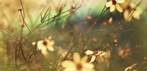 I don't come from any garden