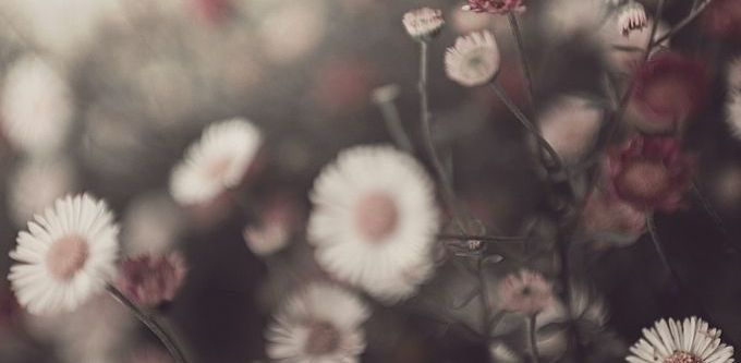 Wild Flowers