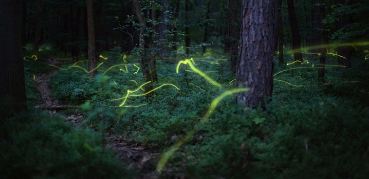 Magic Trail