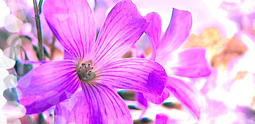 Mothers Day