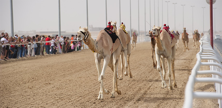 Al Shahaniya Camel Racetrack