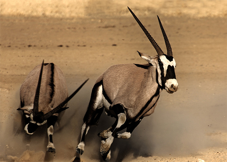 Oryx