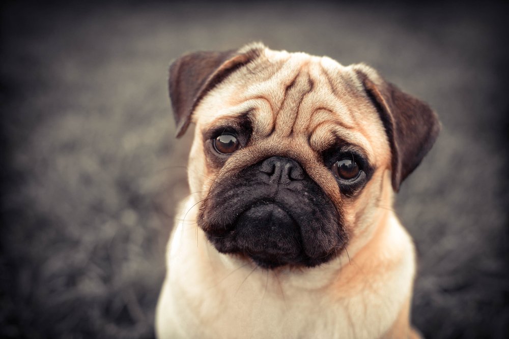 dog breeds in Pakistan