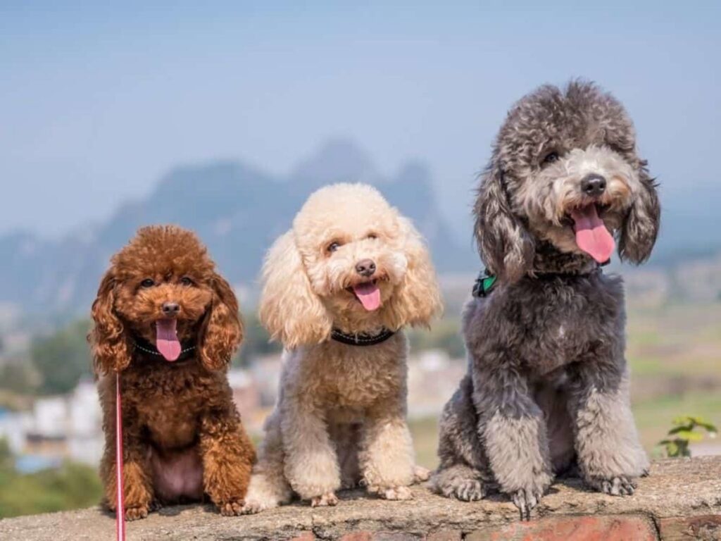 dog breeds in Pakistan
