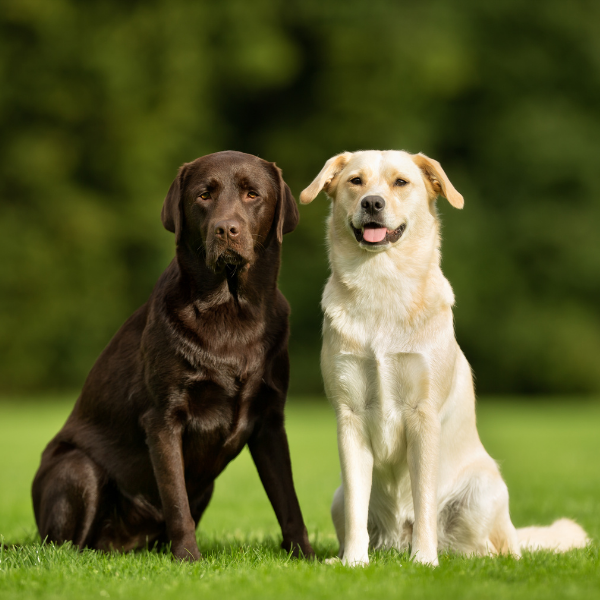 dog breeds in Pakistan