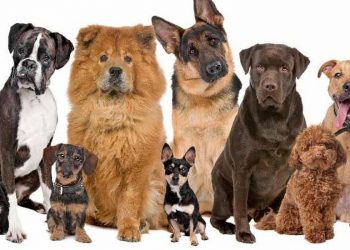 dog breeds in Pakistan