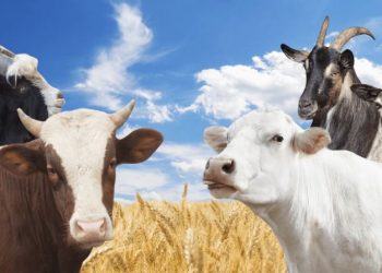 EID-UL-ADHA 2023: 5 SERVICES TO ENGAGE FOR QURBANI